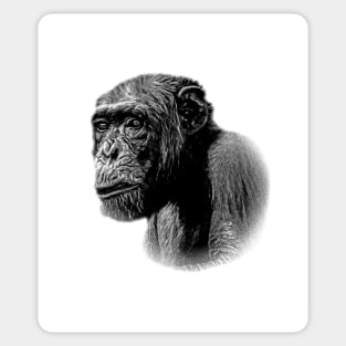 Chimpanzee Sticker